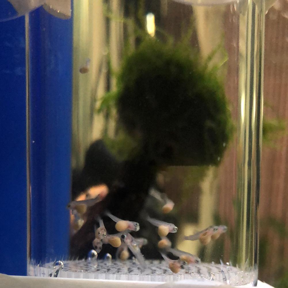 Incubateur d'œufs de poisson d - Lab Incubator avis et prix